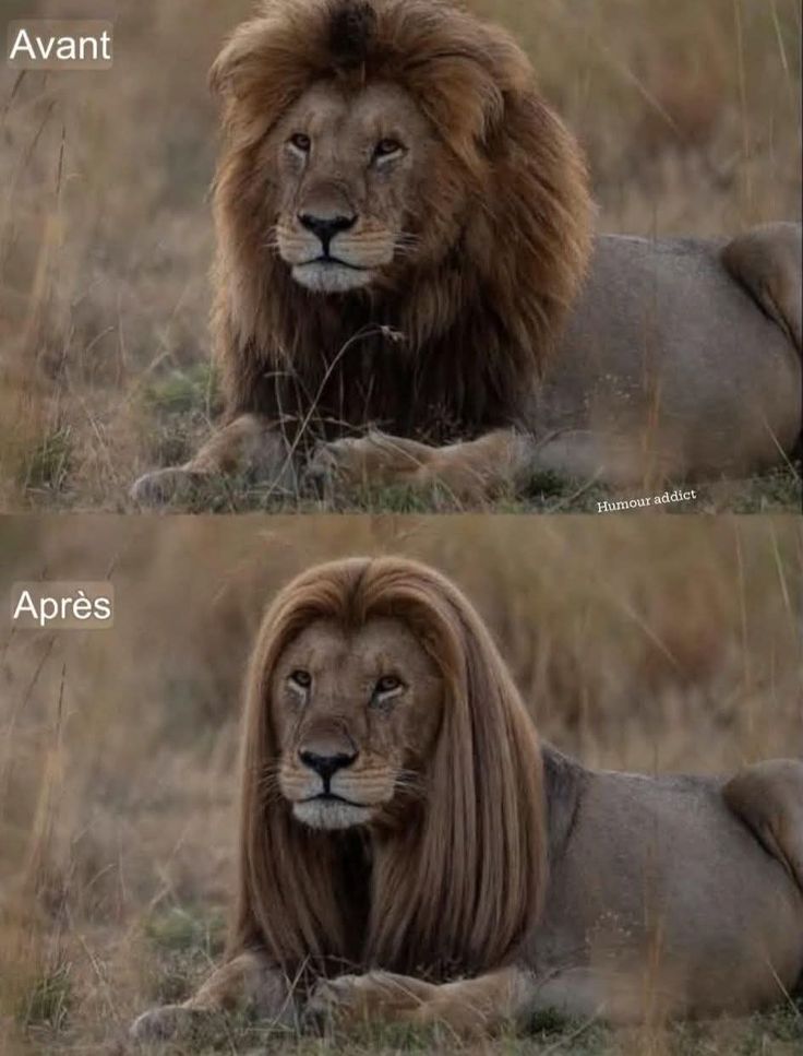 Reevani Paris Herbal Regrowth Hair Oil