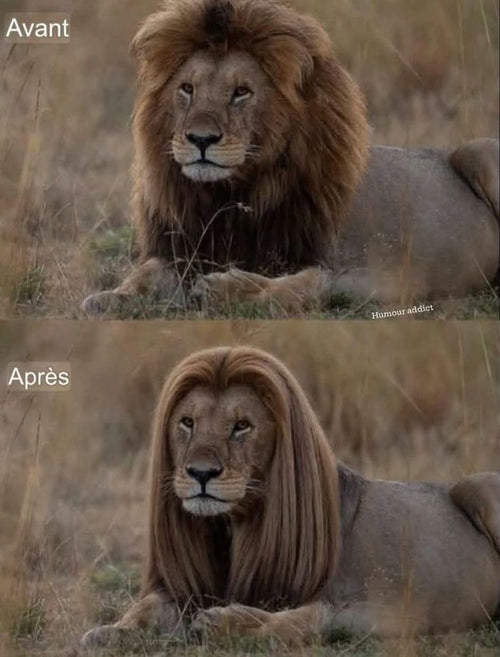 Reevani Paris Herbal Regrowth Hair Oil